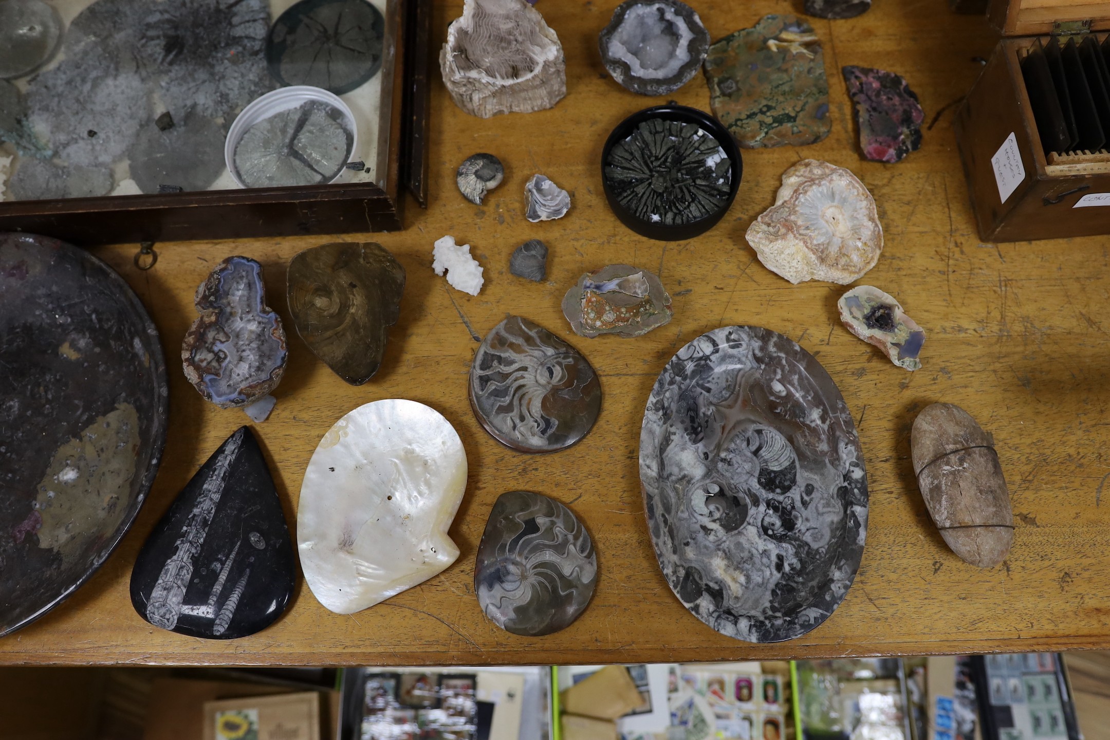 An interesting collection of fossils, polished marble, petrified wood etc.